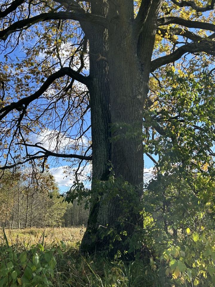 Działka rolna Skuszew. Zdjęcie 2