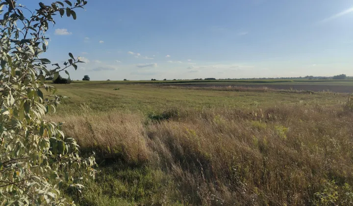 Działka rolno-budowlana Panieńszczyzna, Brak