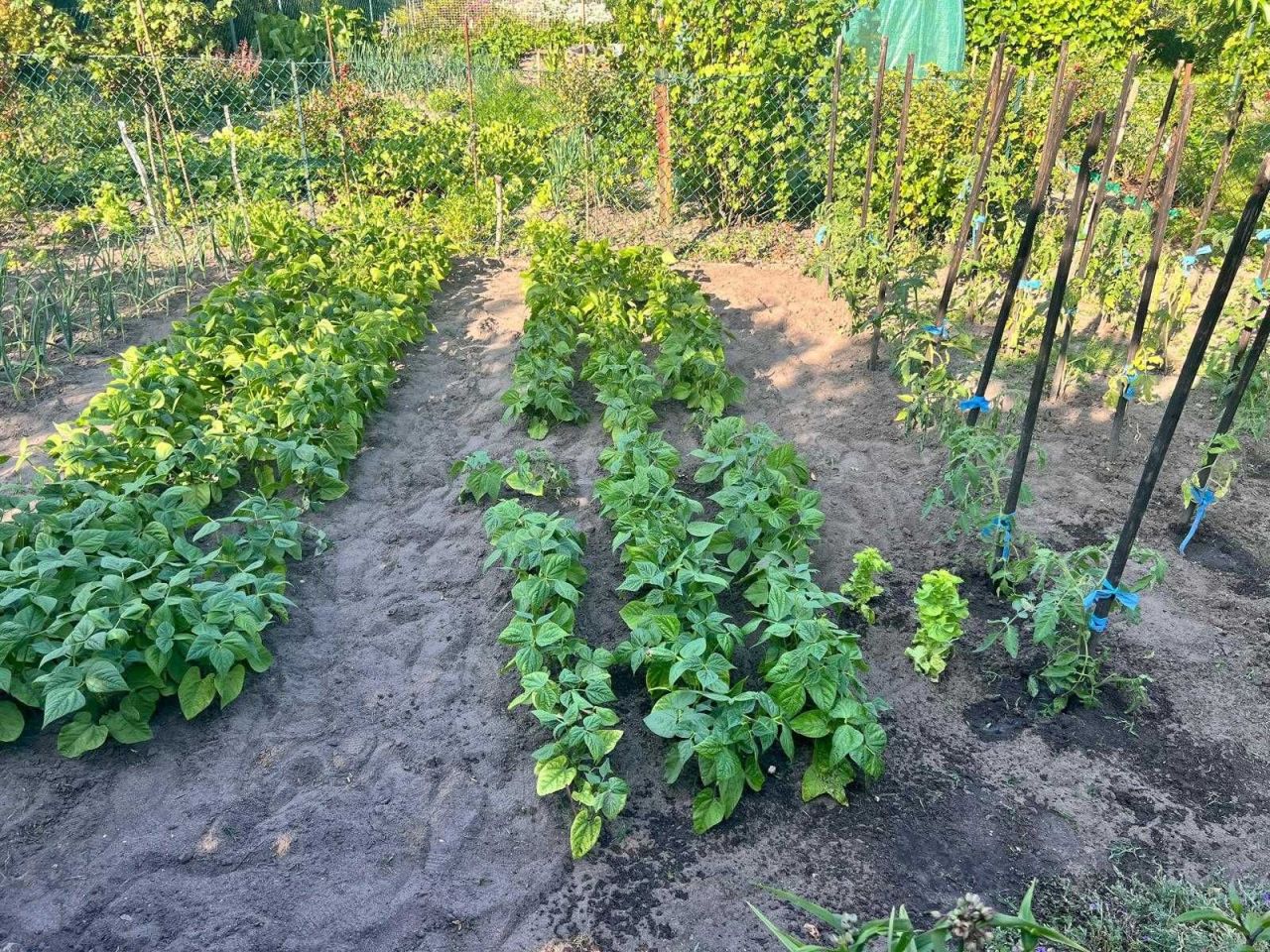 Działka rod Zielona Góra. Zdjęcie 7