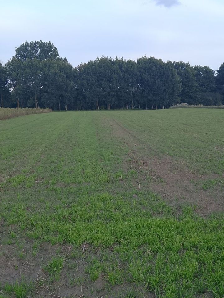 Działka rekreacyjna Wiewiórczyn. Zdjęcie 1