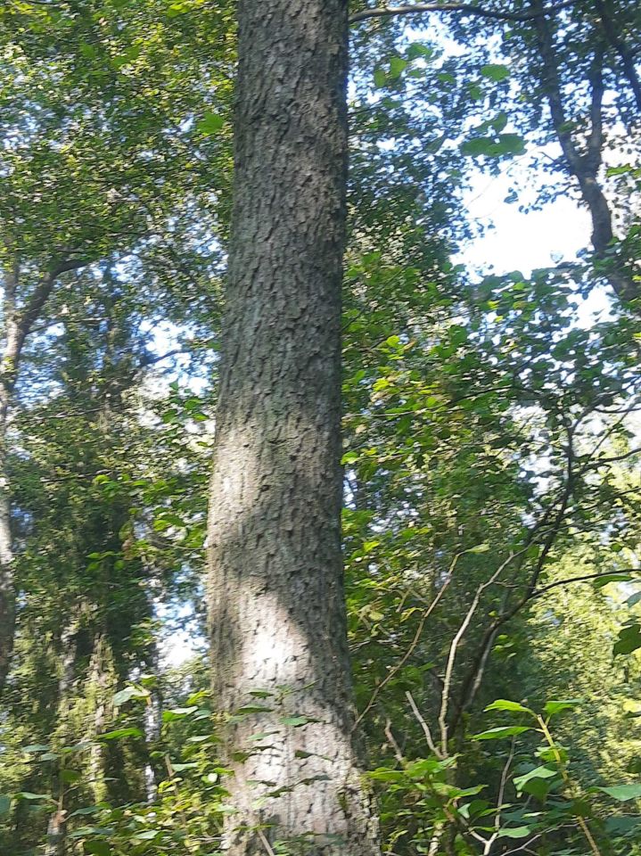 Działka leśna Ciężkowice. Zdjęcie 5