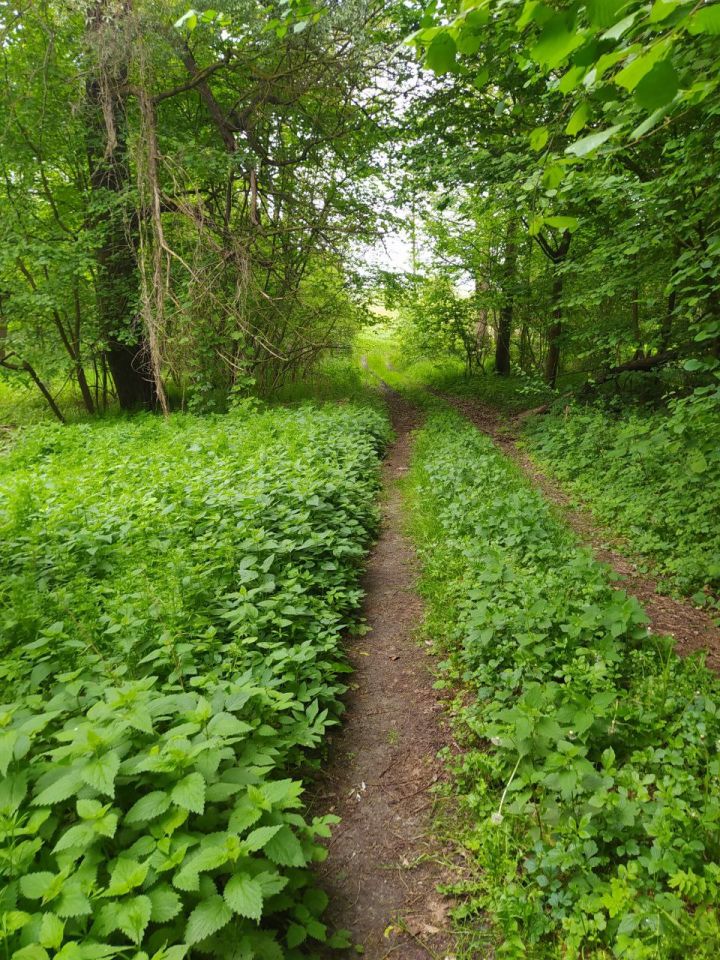 Działka budowlana Gronów. Zdjęcie 7