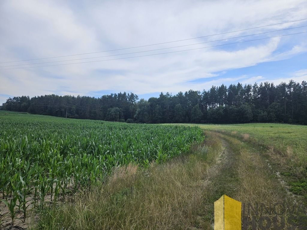 Działka leśna Pasieka. Zdjęcie 2