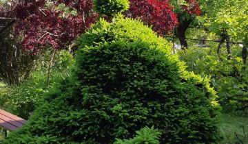 Działka rod Zielona Góra Centrum, ul. Andrzeja Struga