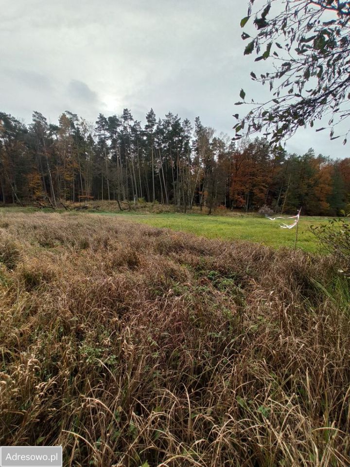 Działka rolna Łęgno. Zdjęcie 5