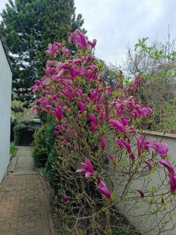 bliźniak, 5 pokoi Poznań Grunwald, ul. Paczkowska. Zdjęcie 11