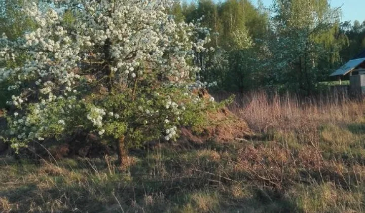 Działka rolno-budowlana Bogucin