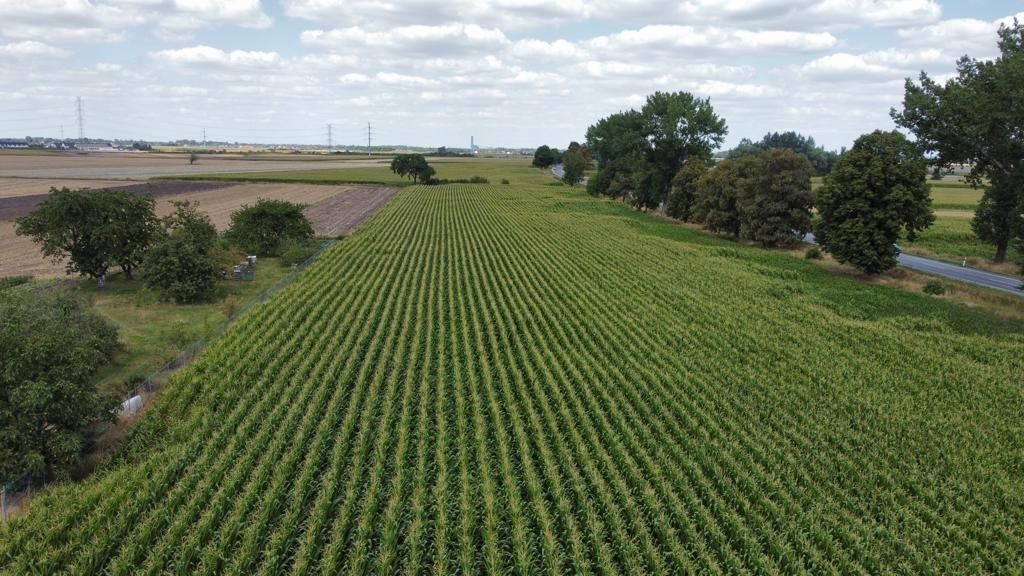 Działka inwestycyjna Turów