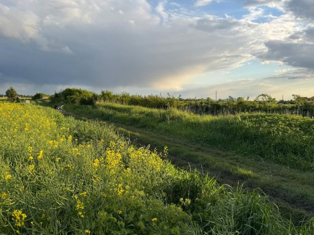 Działka budowlana Żerniki Wrocławskie, ul. Dębowa. Zdjęcie 8