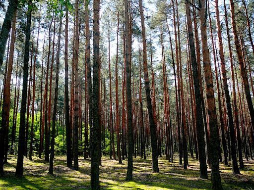 Działka leśna Wólka Zamkowa. Zdjęcie 1