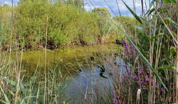 Działka rolna Skronina