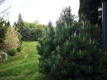 dom wolnostojący, 3 pokoje Mniszew. Zdjęcie 4