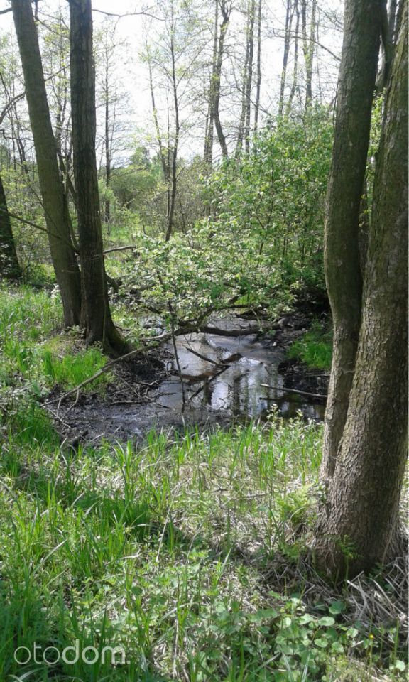 Działka rekreacyjna Sabinów. Zdjęcie 4