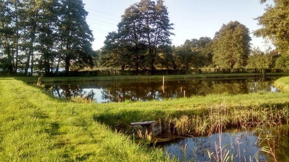 Działka rolno-budowlana Golczewo. Zdjęcie 3