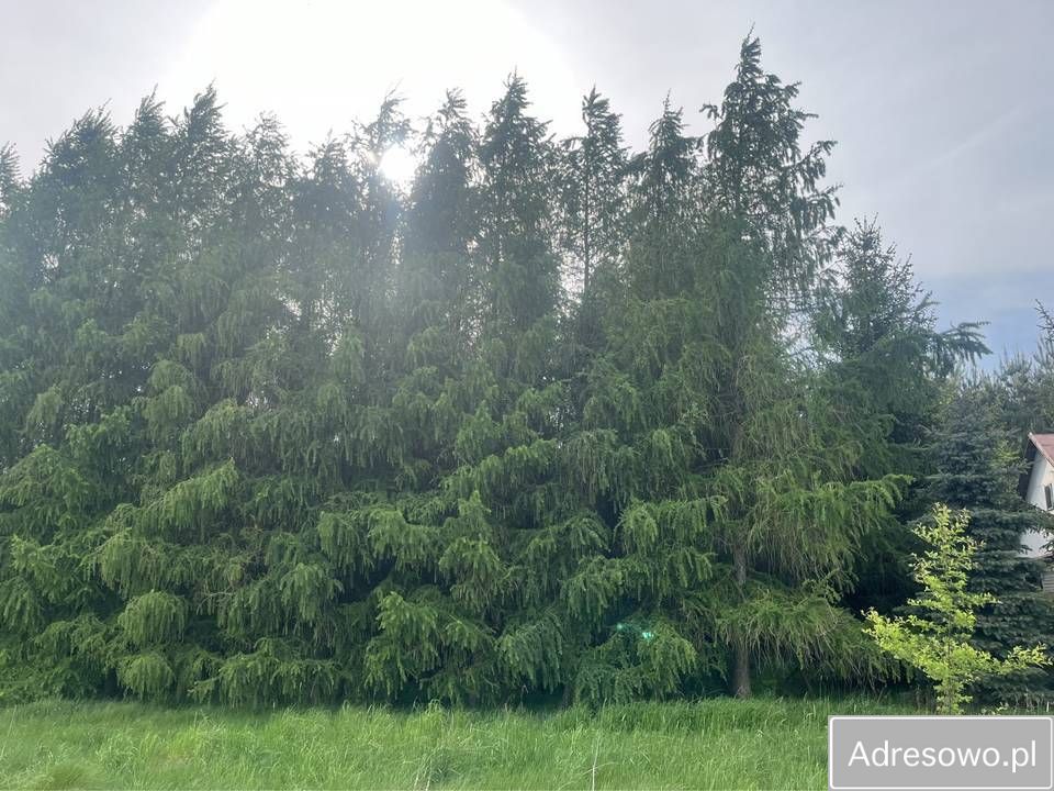 Działka siedliskowa Stary Bazanów. Zdjęcie 4