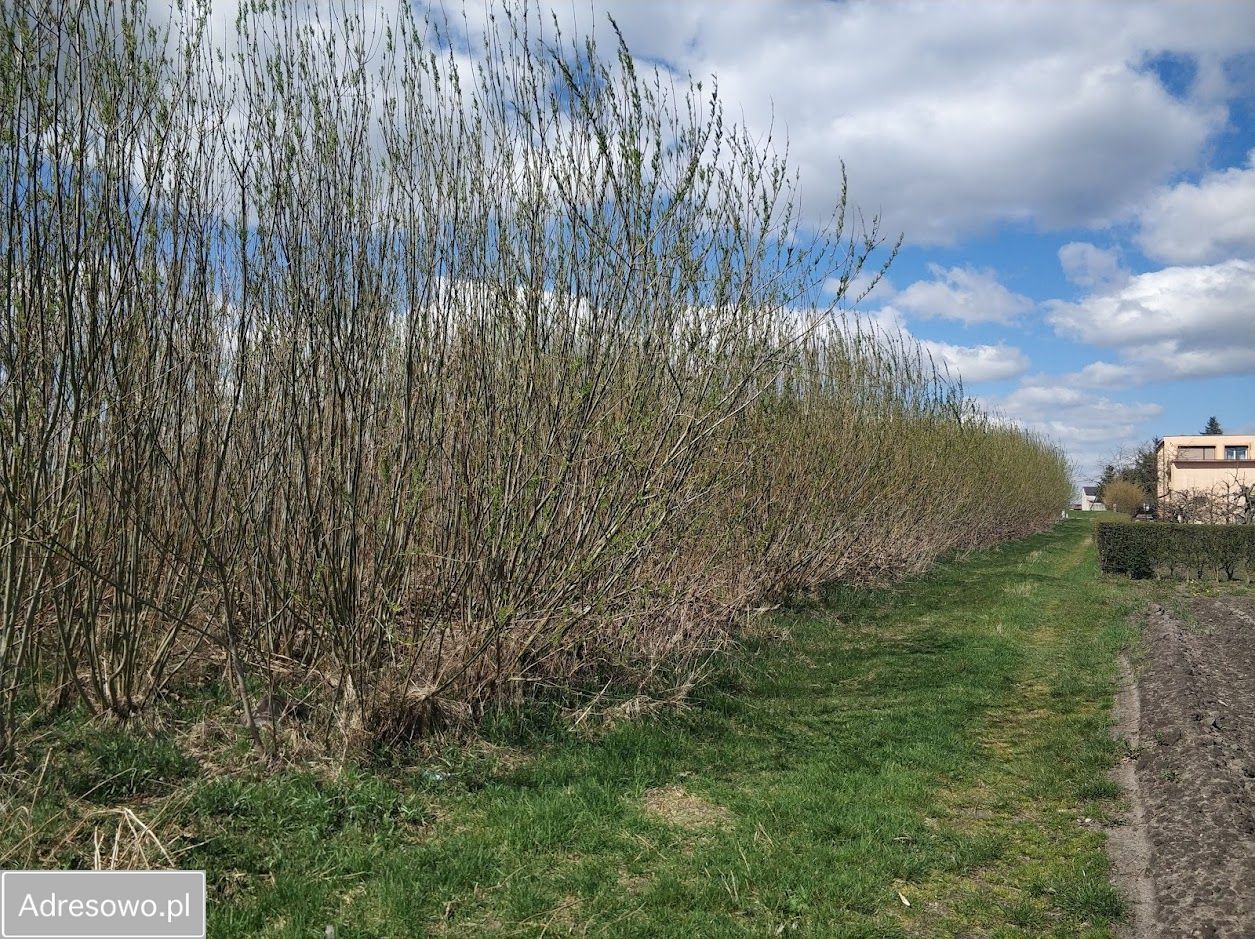 Działka budowlana Dąbie. Zdjęcie 2