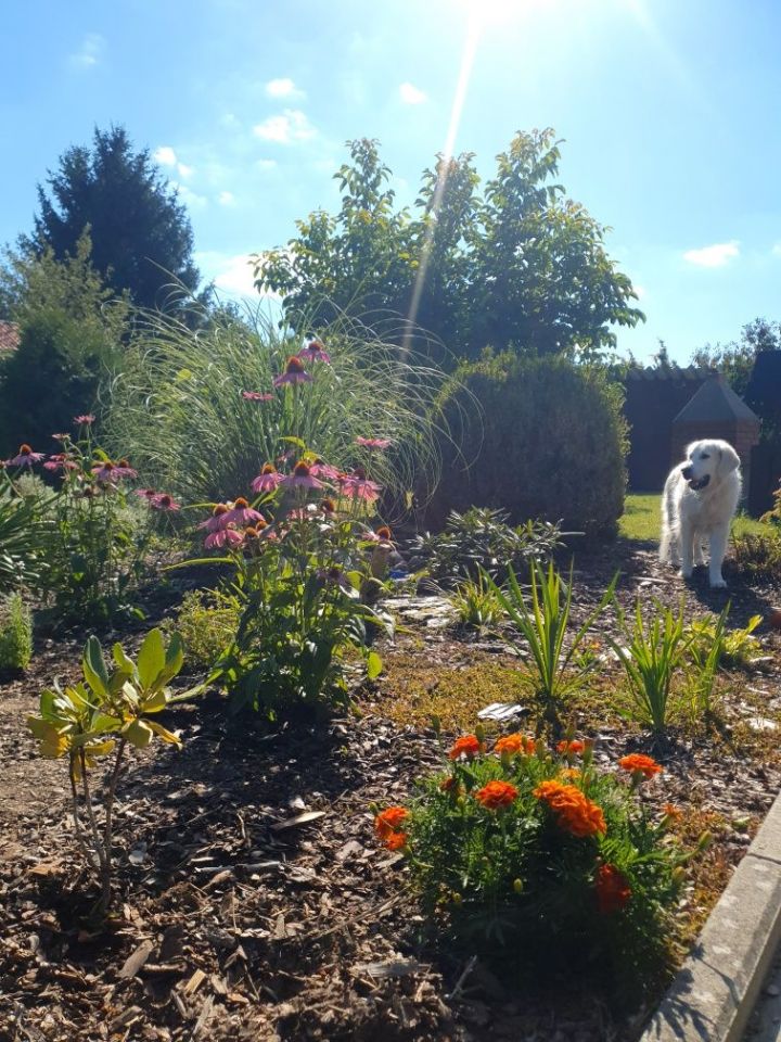 Działka rod Zielona Góra. Zdjęcie 2