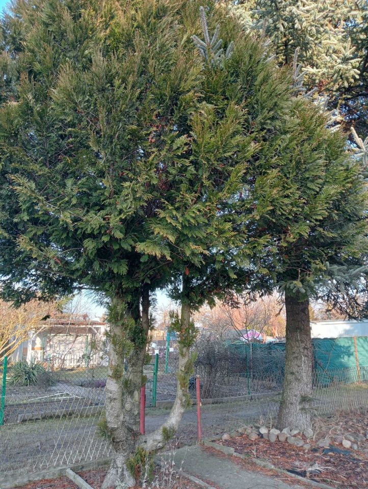 Działka rod Lubin. Zdjęcie 3