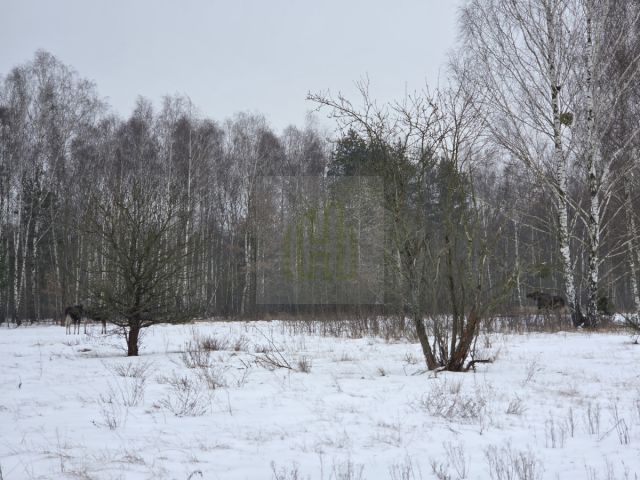 Działka rolna Stare Budy Radziejowskie. Zdjęcie 2