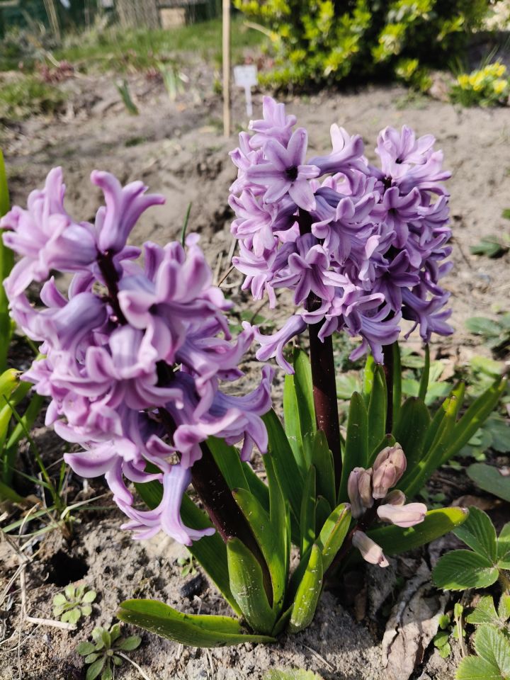 Działka rod Łódź Widzew, ul. Lodowa. Zdjęcie 2