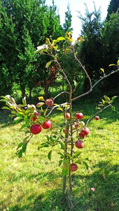 Działka rod Straszyn, ul. inż. A. Hoffmanna. Zdjęcie 9