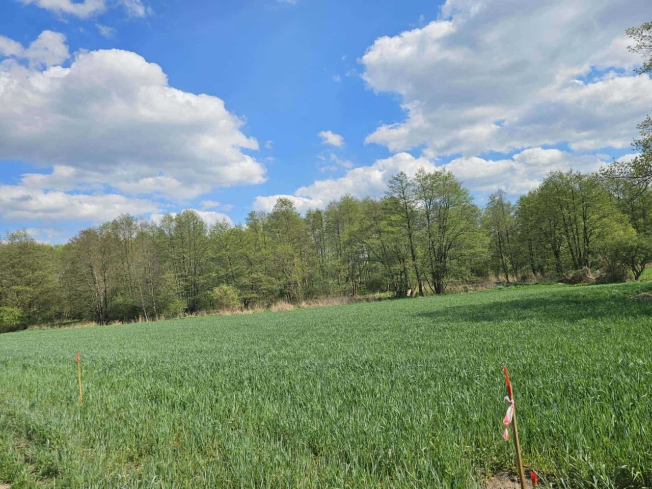 Działka budowlana Nadrożno. Zdjęcie 3