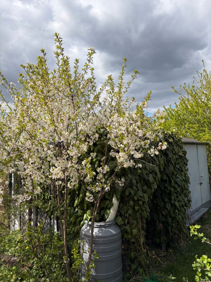 Działka rod Bielsko-Biała Lipnik. Zdjęcie 4