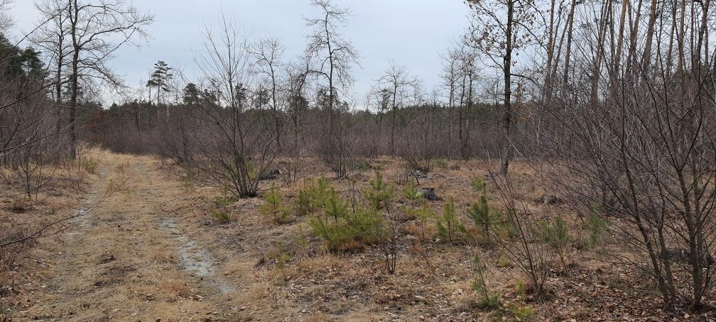 Działka leśna Ruda Kozielska. Zdjęcie 5