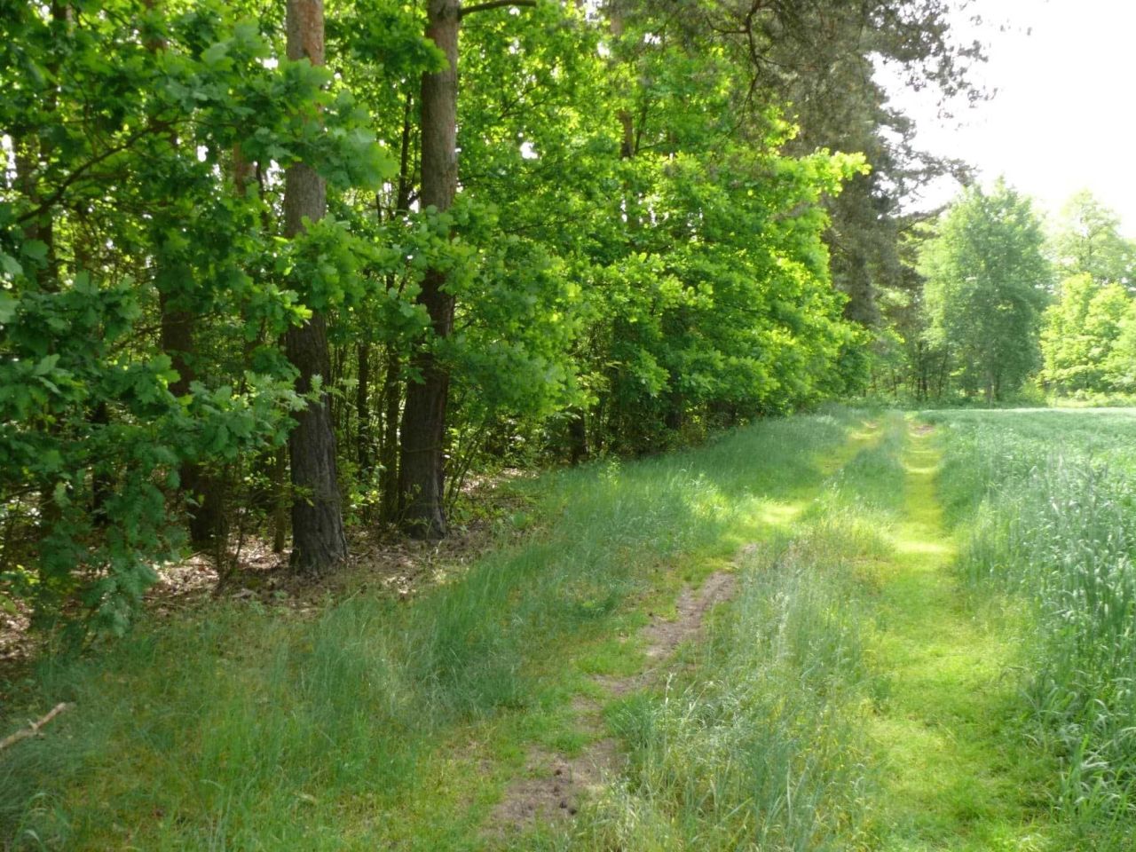 Działka rekreacyjna Złota. Zdjęcie 6