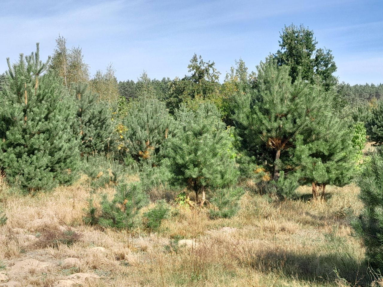 Działka rolno-budowlana Cecylówka Głowaczowska, Cecylówka. Zdjęcie 5