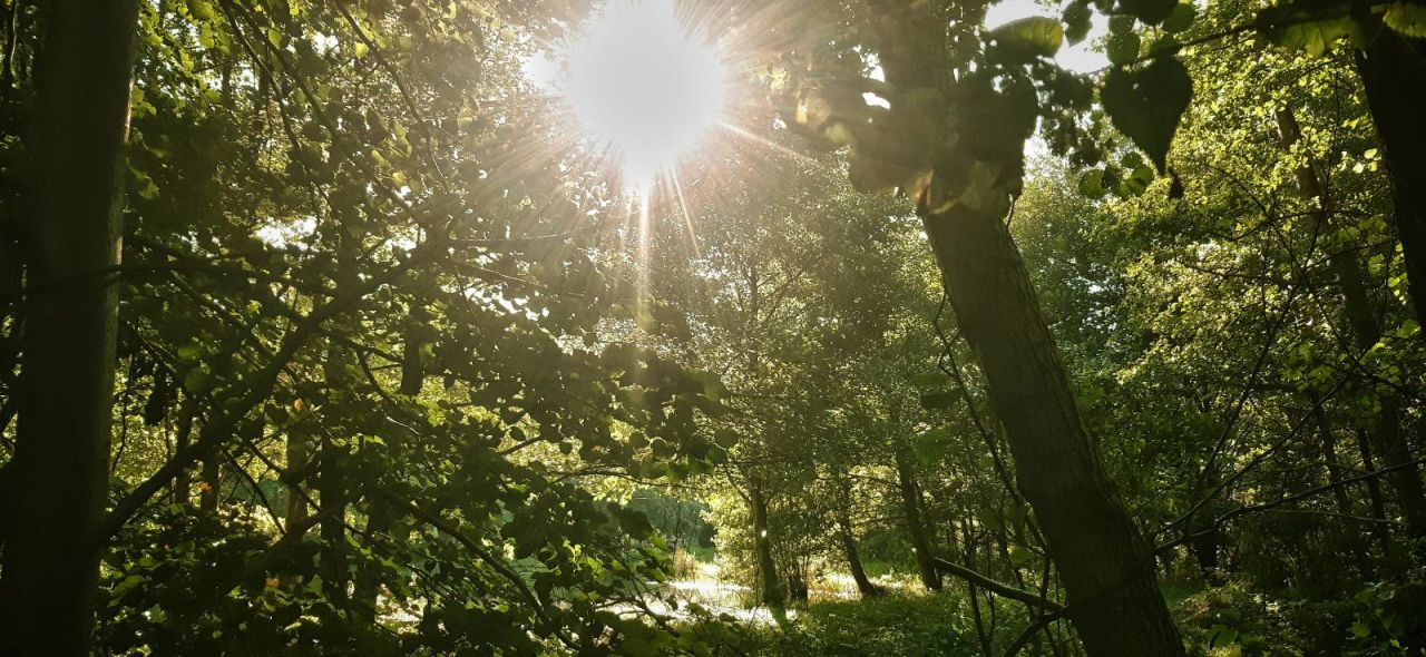Działka budowlana Opalino, Lipowa. Zdjęcie 4