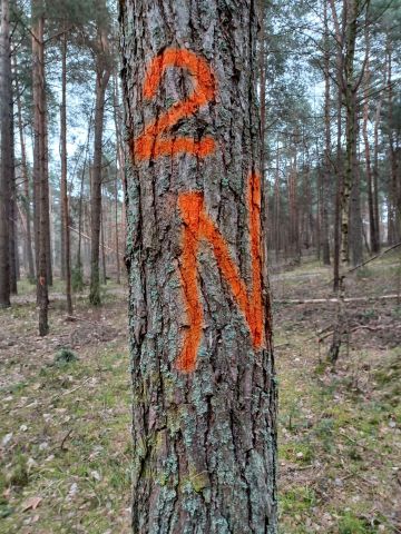 Działka leśna Kochanówka. Zdjęcie 1