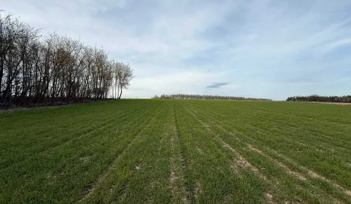 Działka budowlana Pomocnia