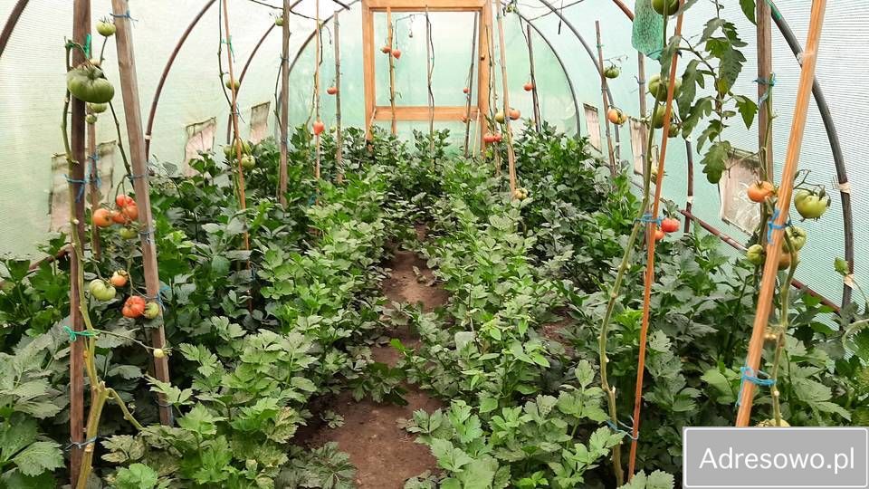 Działka rod Szczecin Pomorzany, ul. Białowieska. Zdjęcie 12