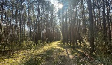 Działka leśna Jamborek