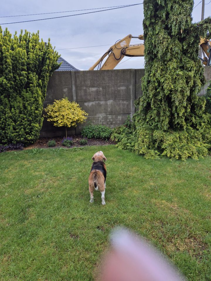 dom szeregowy, 3 pokoje Miączyn Duży. Zdjęcie 8