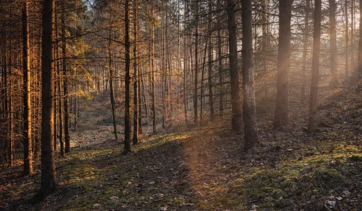 Działka rolna Kołaki