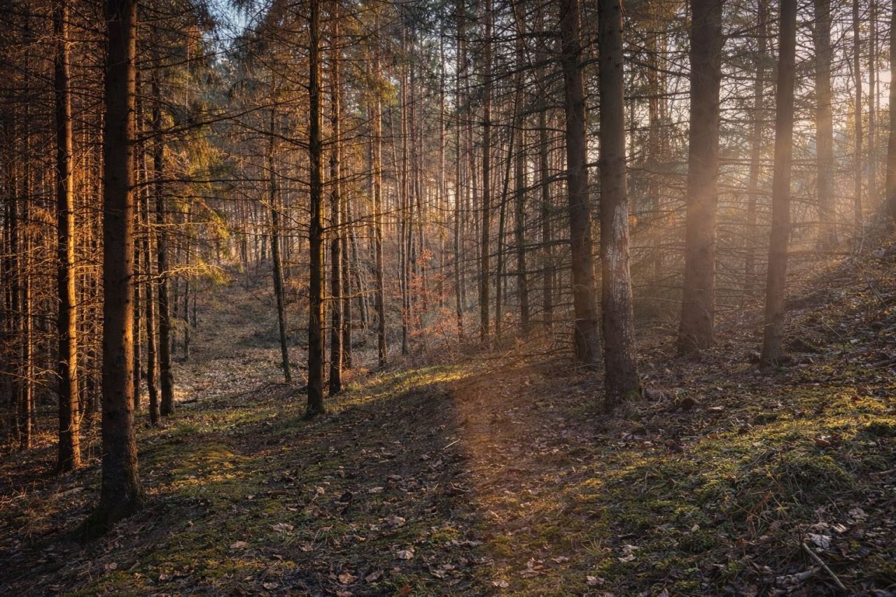 Działka rolna Kołaki. Zdjęcie 1