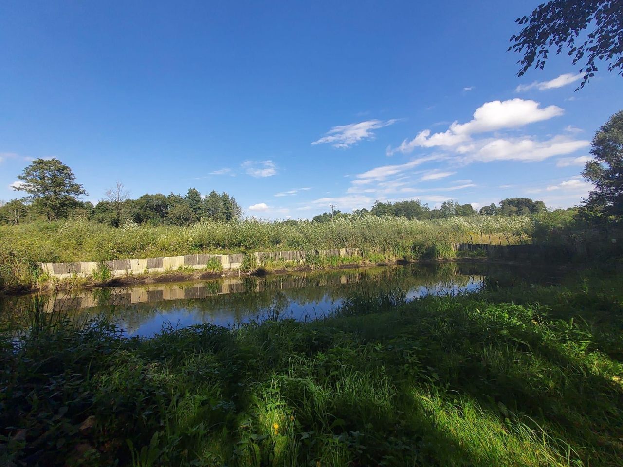 Działka leśna Annopol. Zdjęcie 4