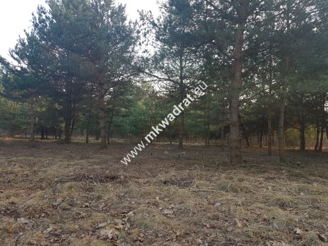 Działka Rozalin. Zdjęcie 3