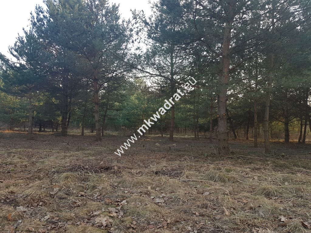 Działka Rozalin. Zdjęcie 3