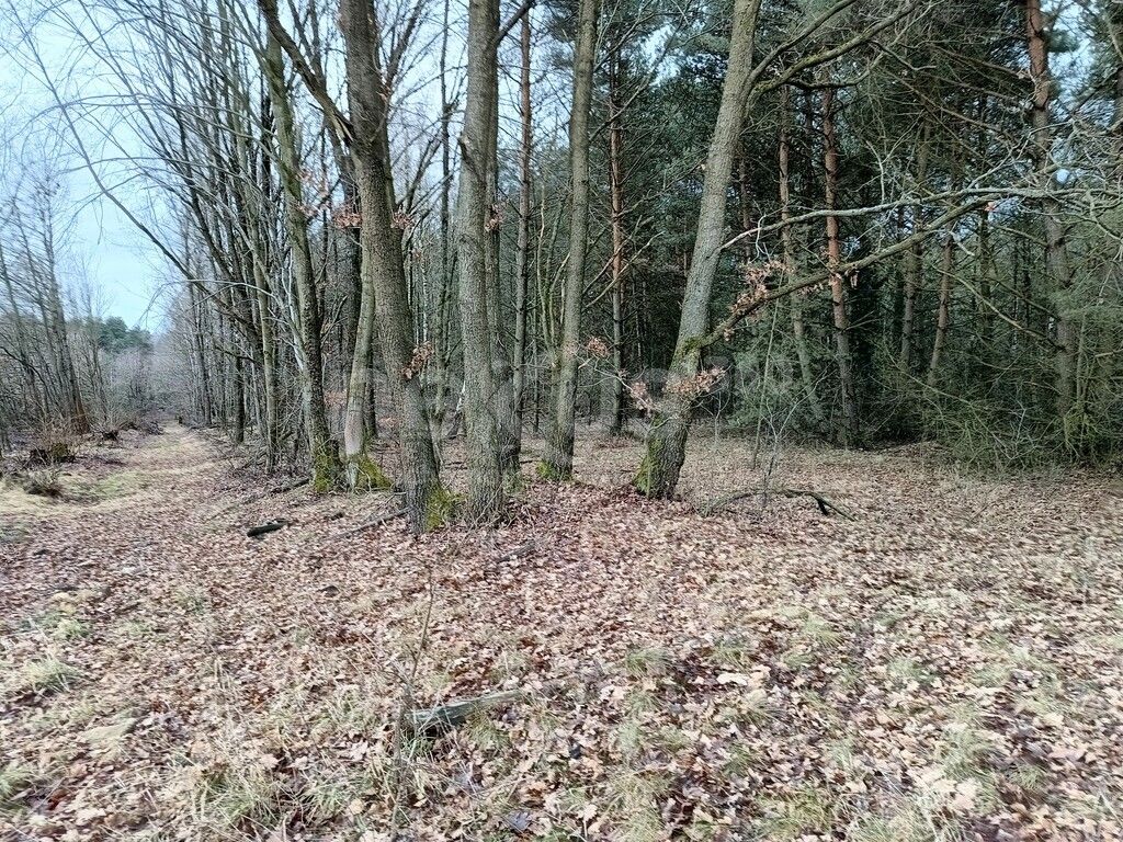 Działka budowlana Drogoszowice. Zdjęcie 3