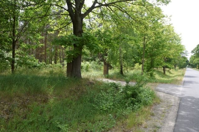 Działka budowlana Kowalewo. Zdjęcie 2