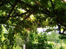 Działka rod Wejherowo, ul. Nadrzeczna. Zdjęcie 4