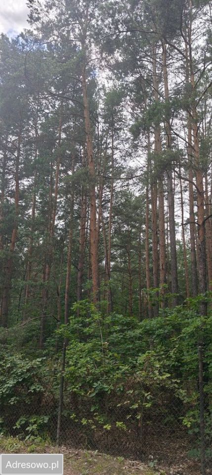 Działka rekreacyjna Siestrzeń, ul. Klonowa. Zdjęcie 7