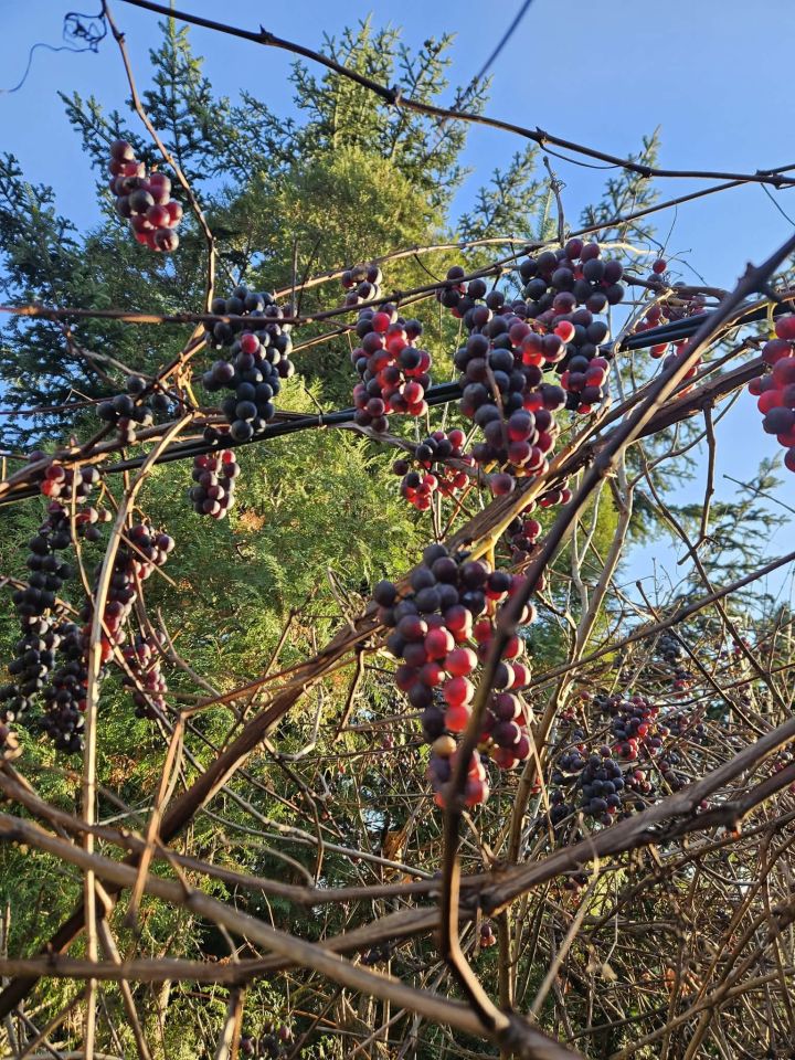 Działka rod Łódź Bałuty, ul. Działkowa. Zdjęcie 5