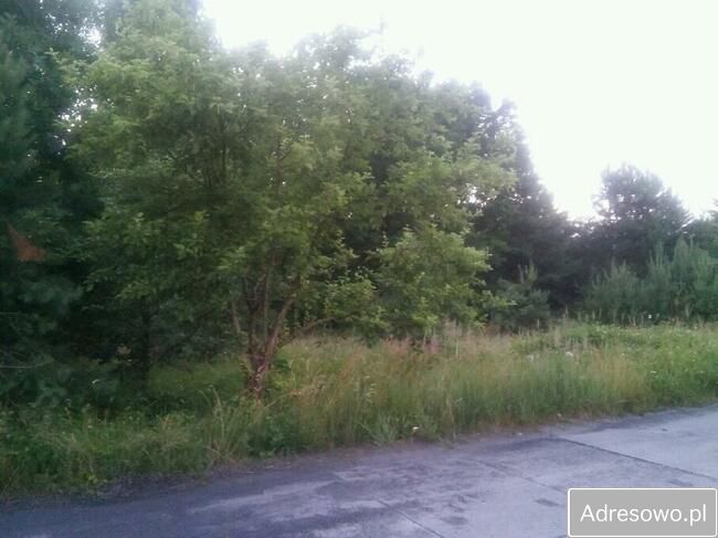 Działka rolna Wólka Domaniowska. Zdjęcie 5