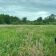 Działka rolna Gołańcz Pomorska. Zdjęcie 5