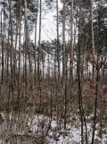 Działka leśna Kąty Czernickie. Zdjęcie 1