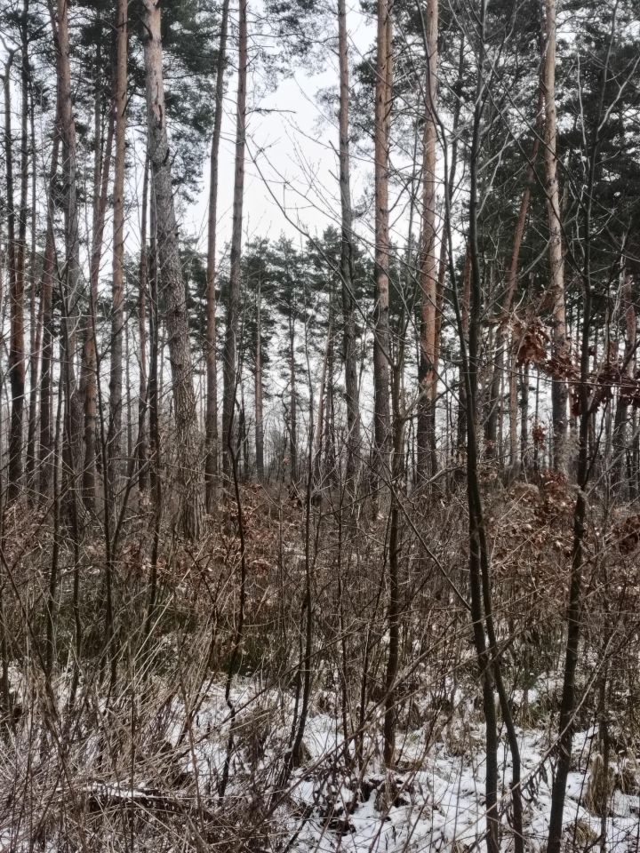 Działka leśna Kąty Czernickie. Zdjęcie 2